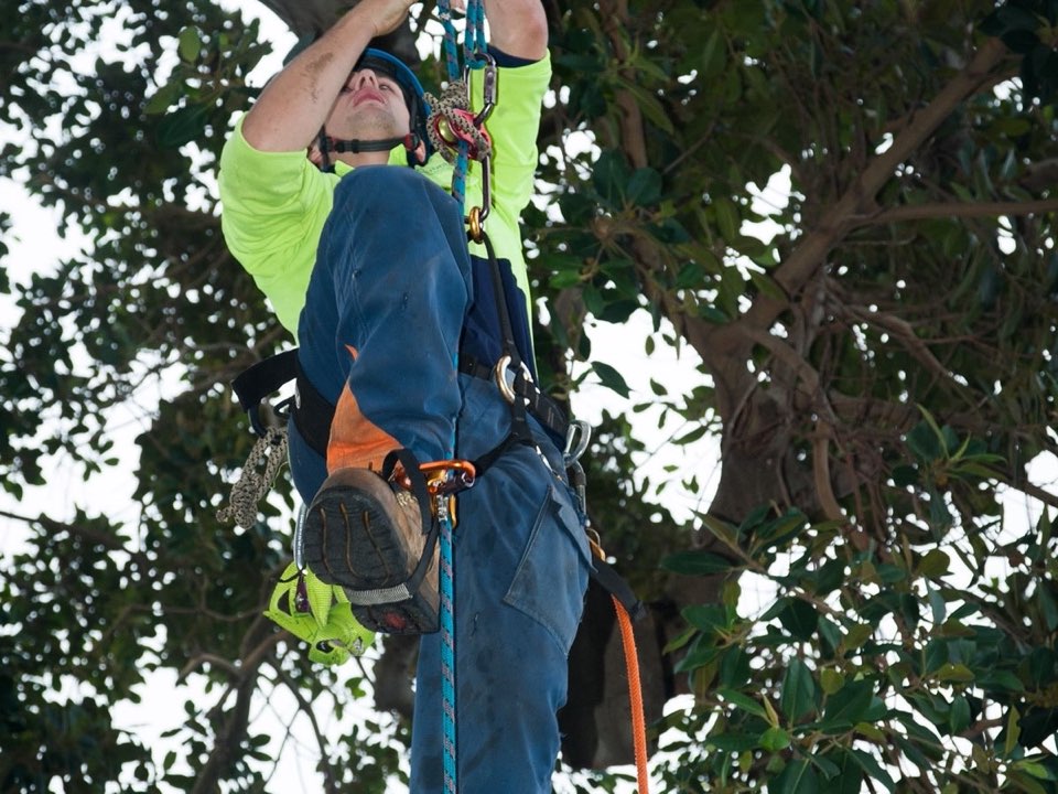 Qualified arborist working in a mature tree during an Enviro Trees UK survey in Swansea