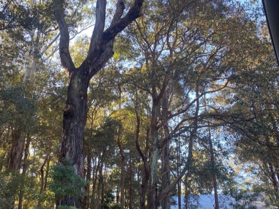Mature trees in Swansea parkland with a property visible in the background